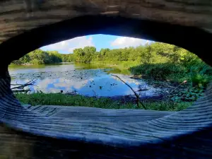 Allet 04 Karpervijver